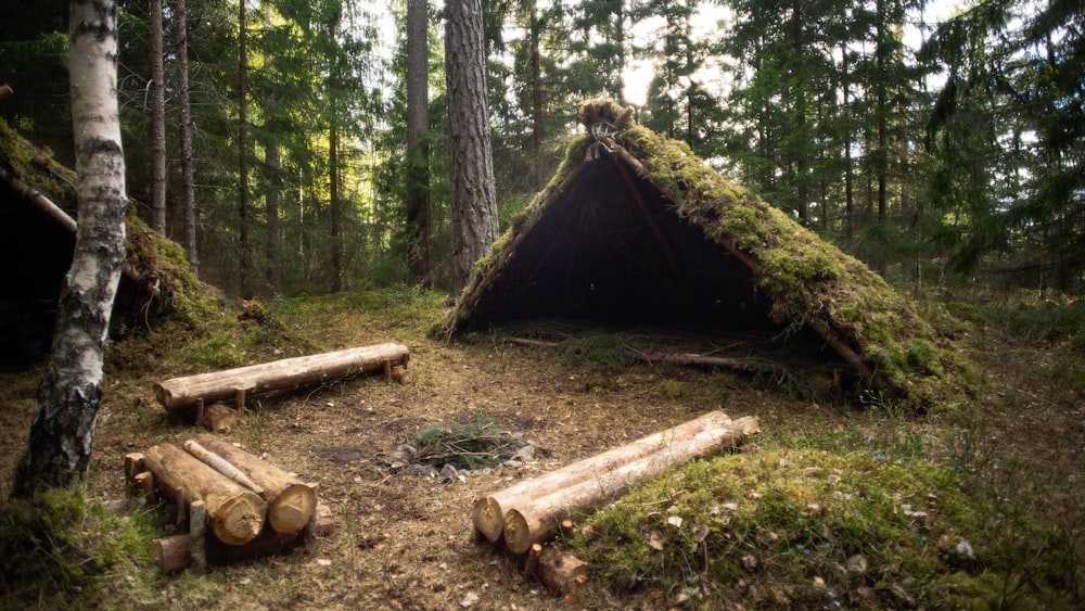 Brauner Baumstamm im Wald tagsüber