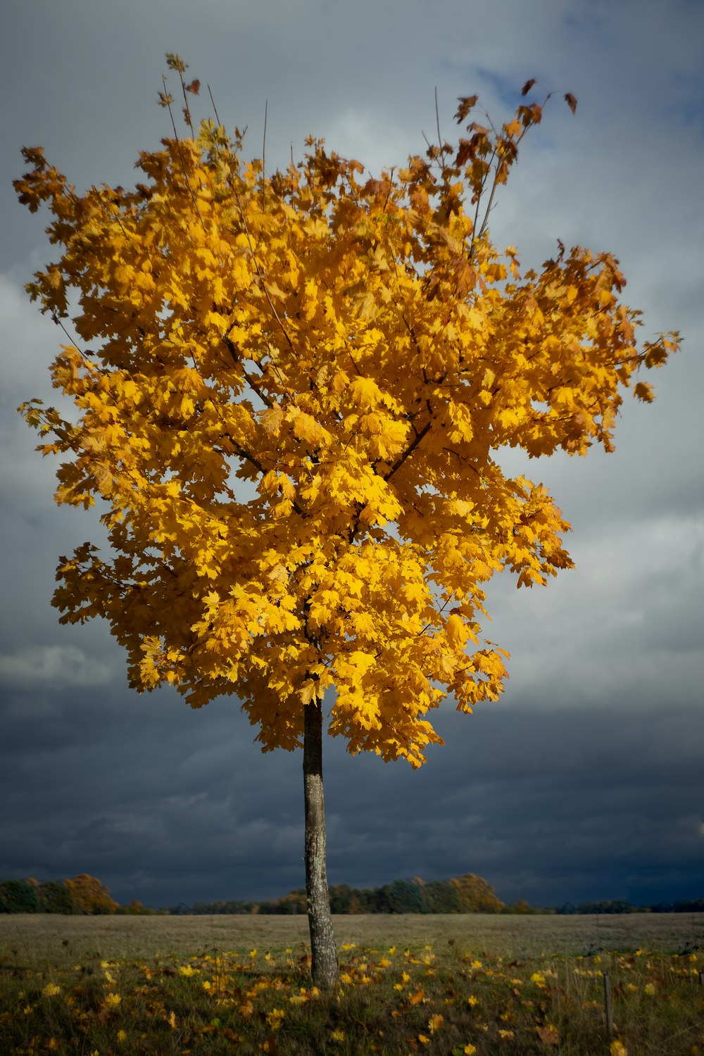 yellow leaf tree under cloudy sky during daytime