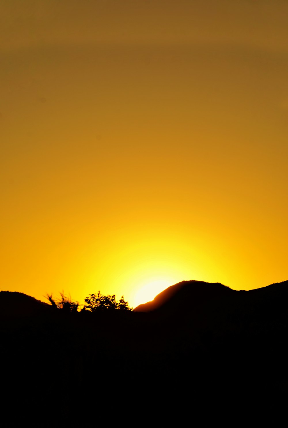 Silueta de árboles durante la puesta del sol