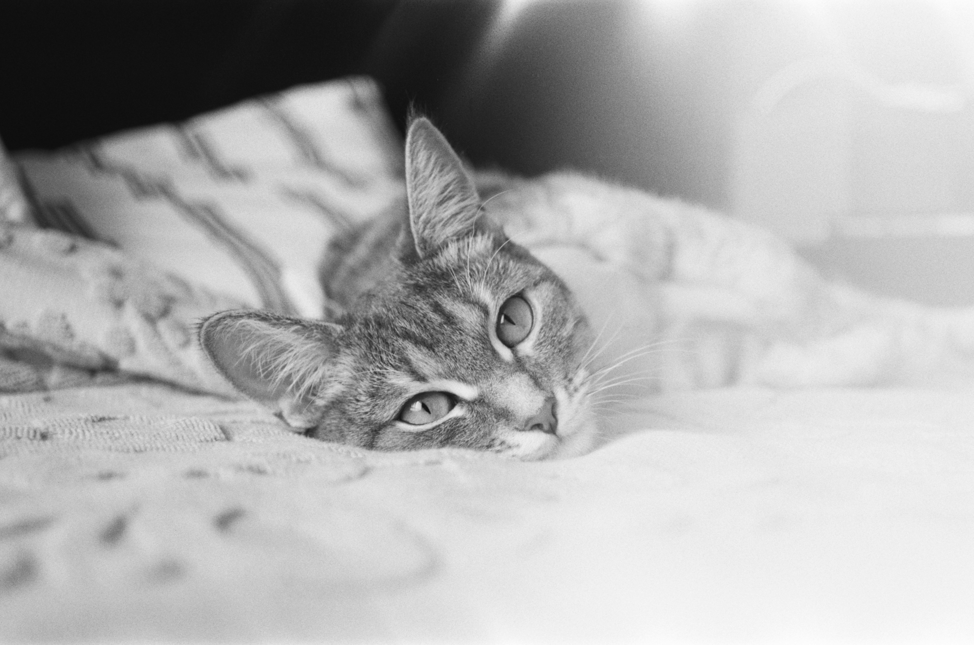 Cat Sketch Pictures | Download Free Images on Unsplash