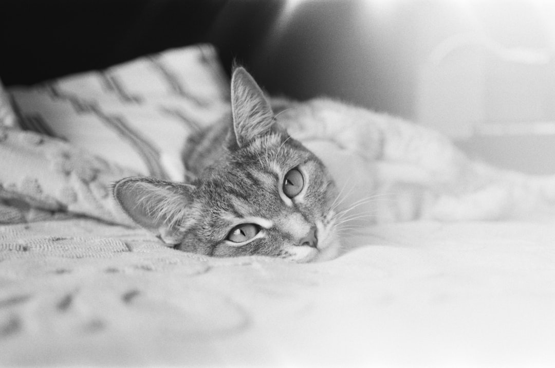 grayscale photo of tabby cat lying on bed