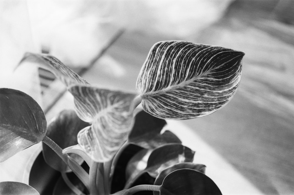 grayscale photo of leaves in water
