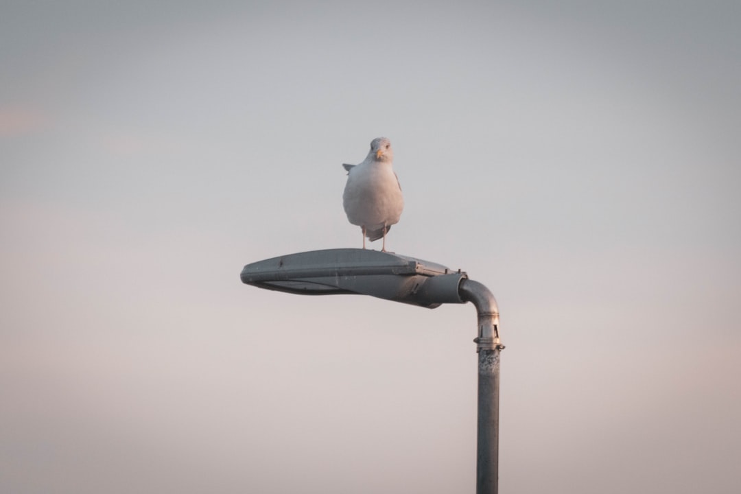 white and gray bird on black metal bar