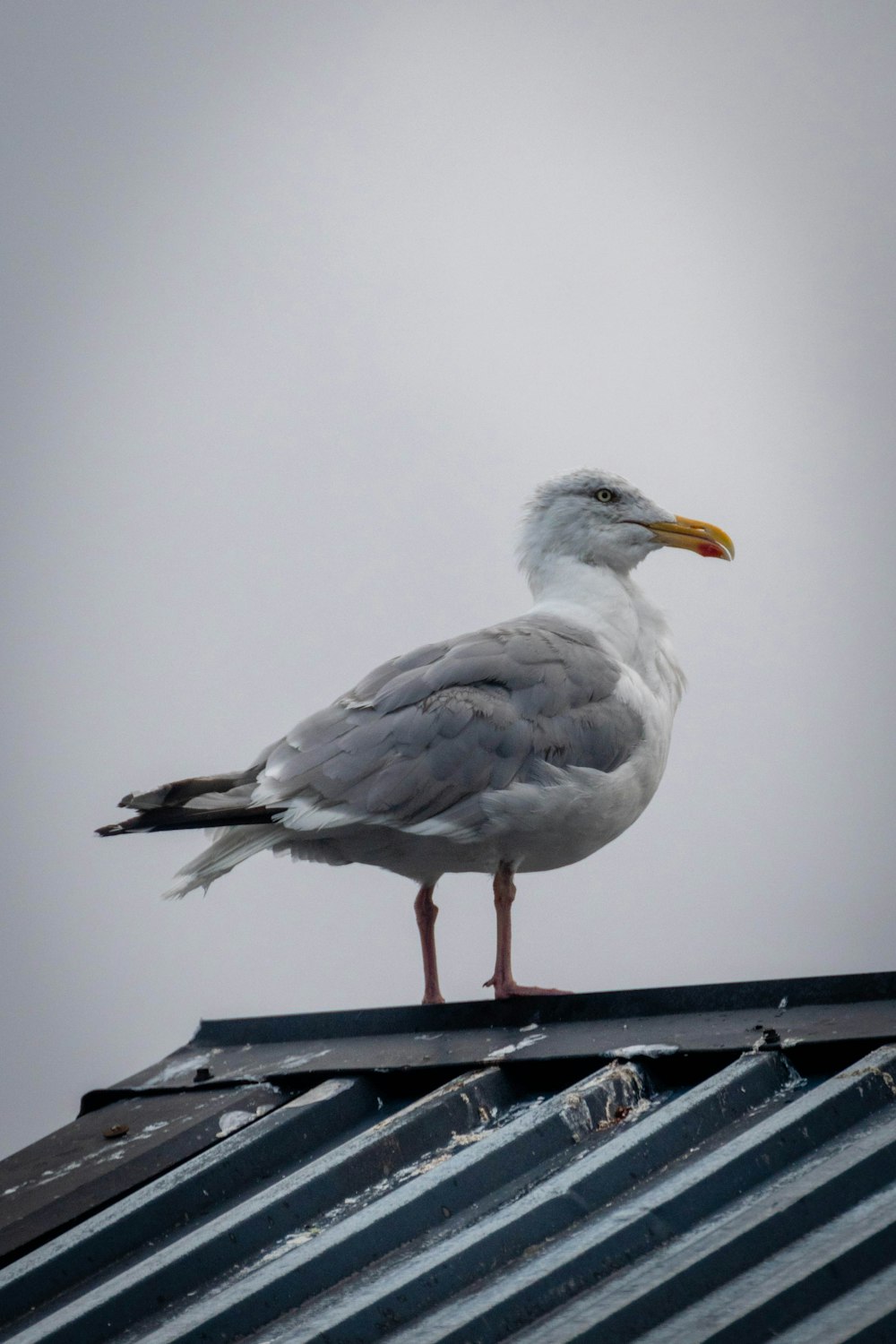 黒い金属の塀の上の白と灰色の鳥