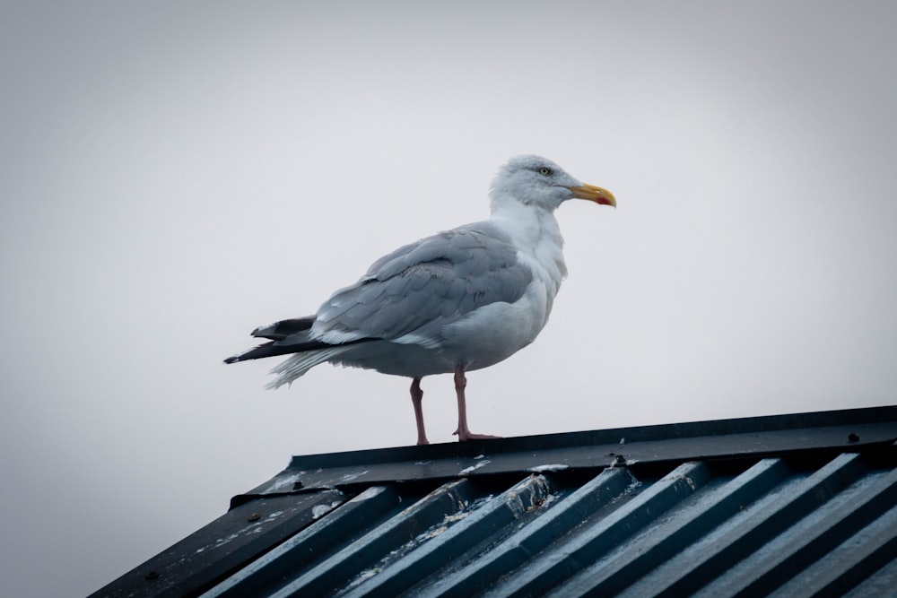 white bird on blue wooden fence