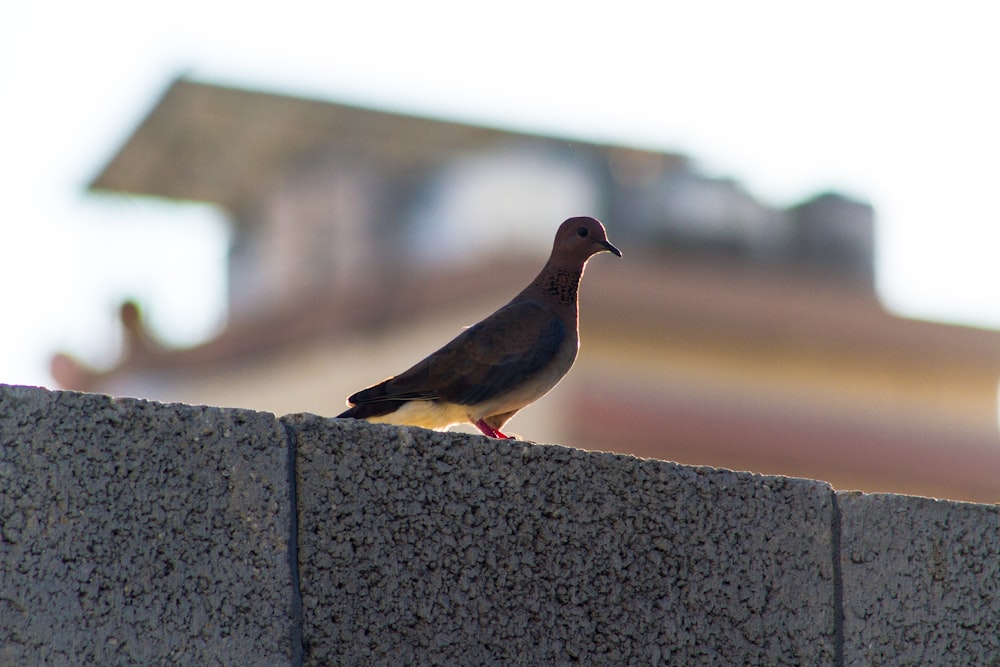 uccello nero e grigio sul muro di cemento grigio durante il giorno