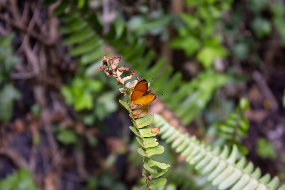 brown and black butterfly on green plant