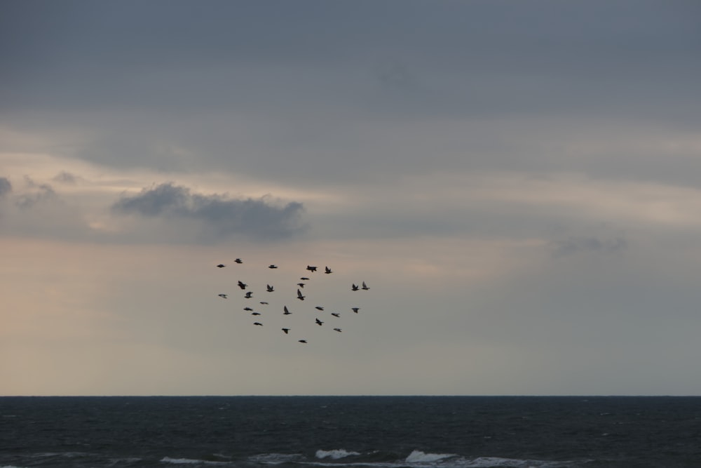 Aves volando sobre el mar durante el día