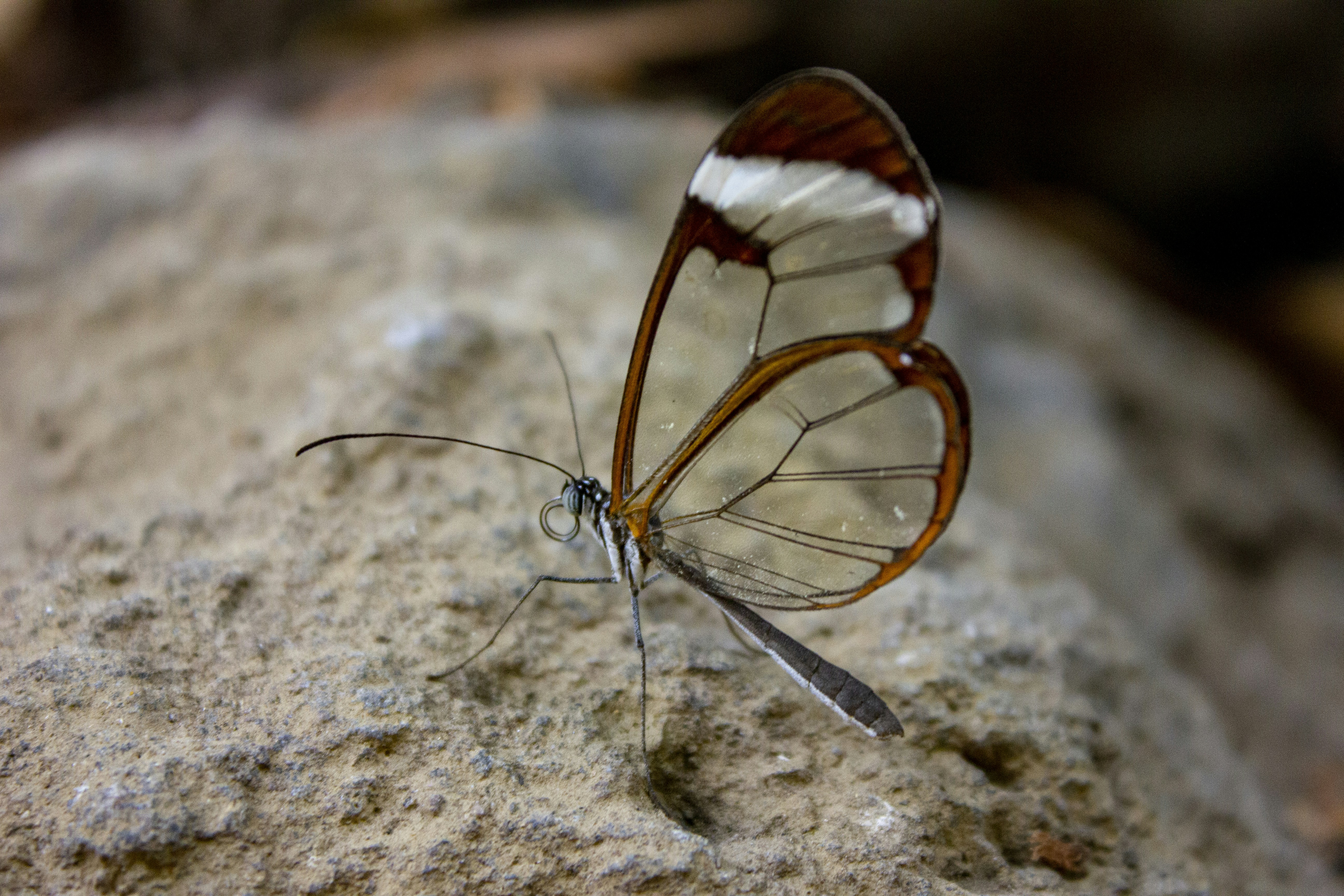 brown and white butterfly on brown soil in close up photography during daytime