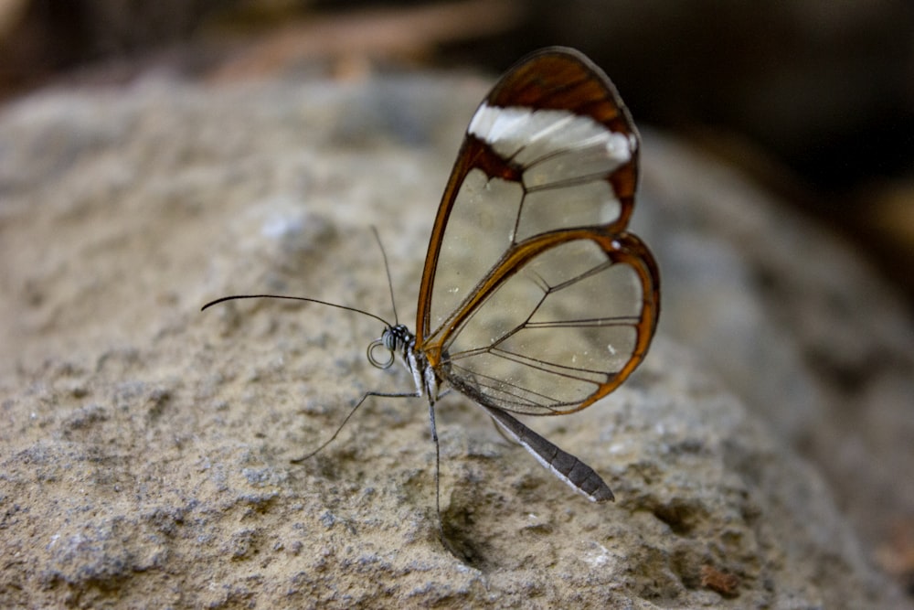 brown and white butterfly on brown soil in close up photography during daytime