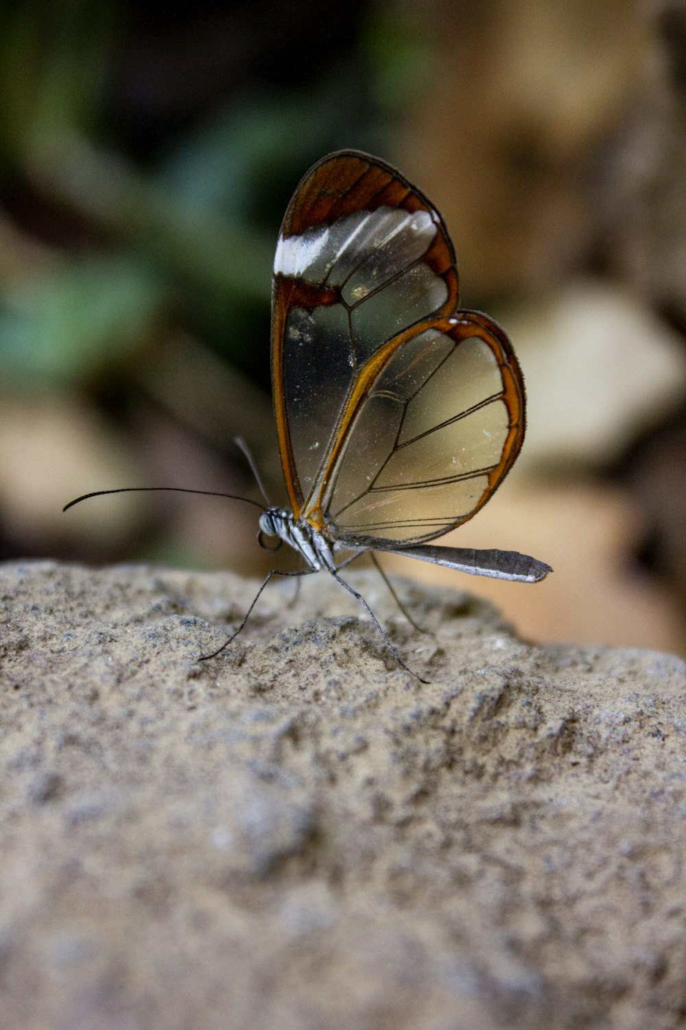 brown and white butterfly on brown rock