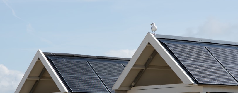 solar panel on top of house with a seagull