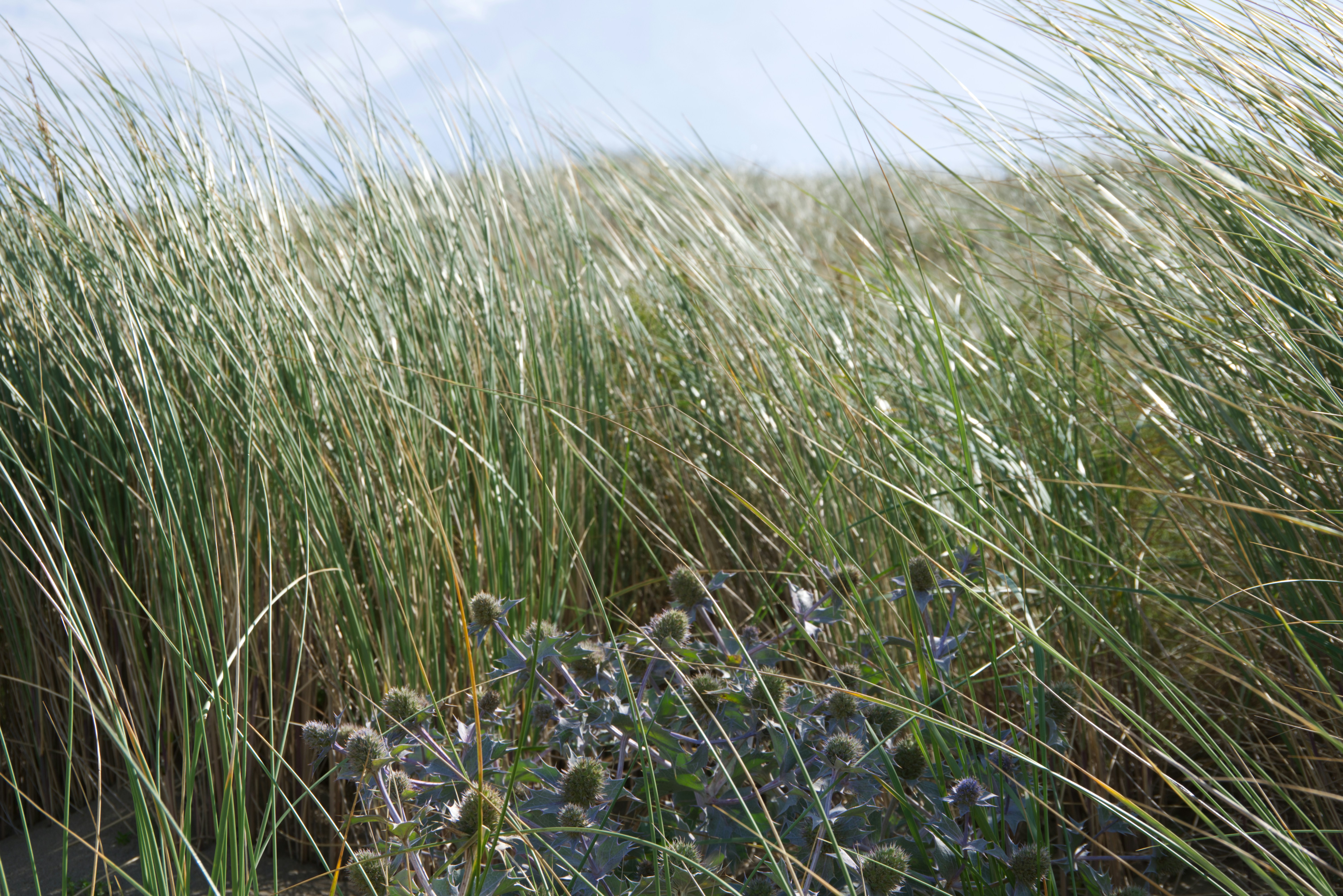 green grass field during daytime