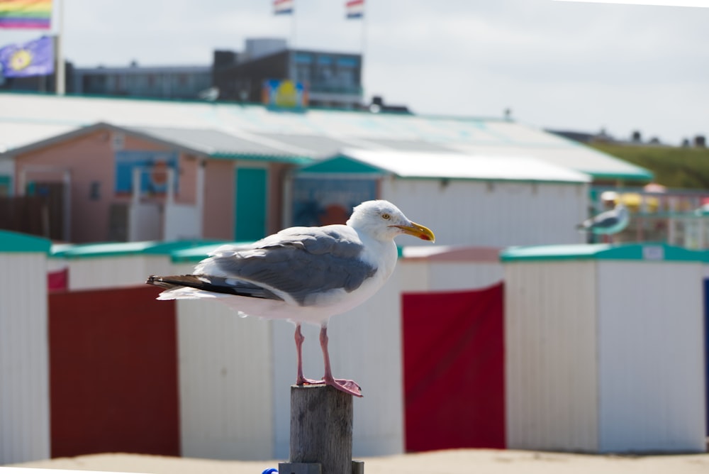 white and gray bird on brown wooden post during daytime