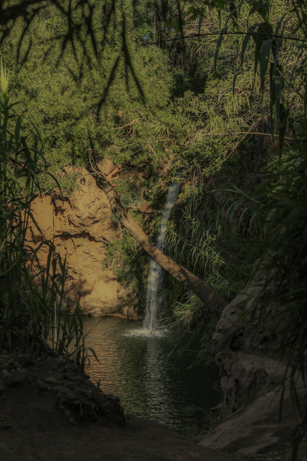 green trees beside river during daytime