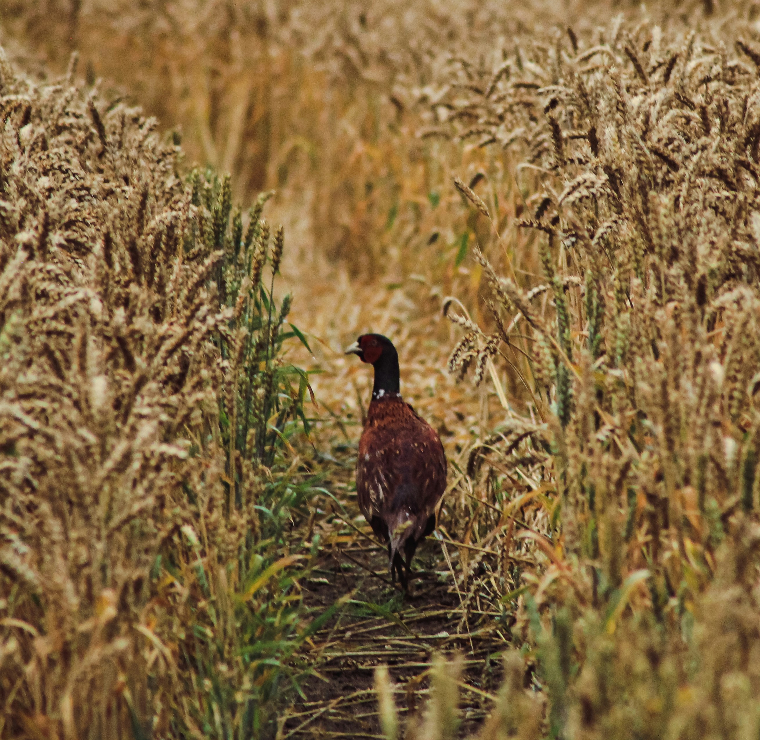 South Dakota pheasant harvest soars to highest in over a decade 