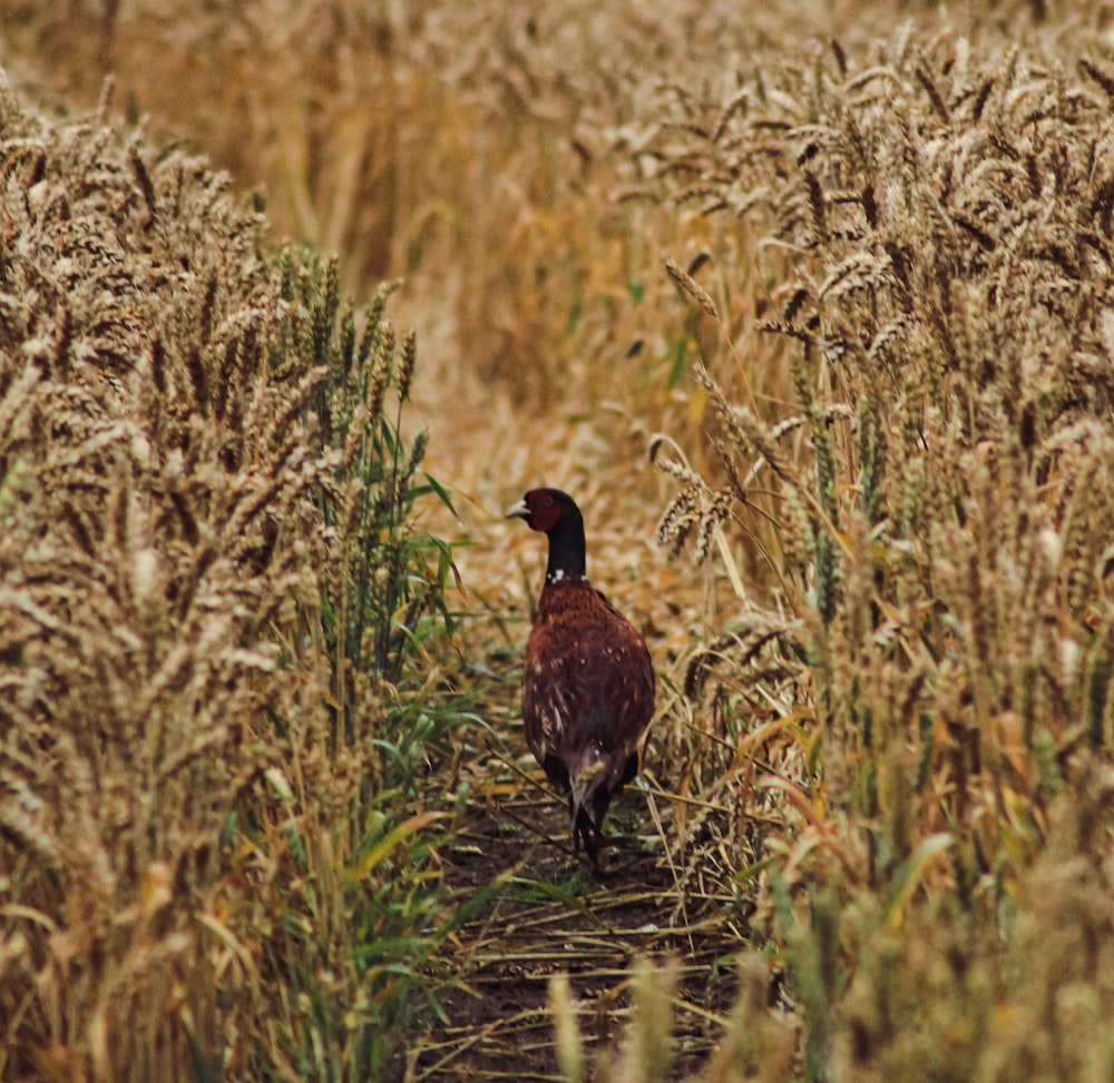 black duck on brown grass field during daytime