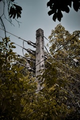 A concrete utility pole stands amidst dense foliage, with several electrical wires and insulators attached to it. The surrounding trees and leaves create a natural frame, and the sky above is overcast.