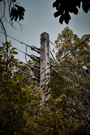 A concrete utility pole stands amidst dense foliage, with several electrical wires and insulators attached to it. The surrounding trees and leaves create a natural frame, and the sky above is overcast.