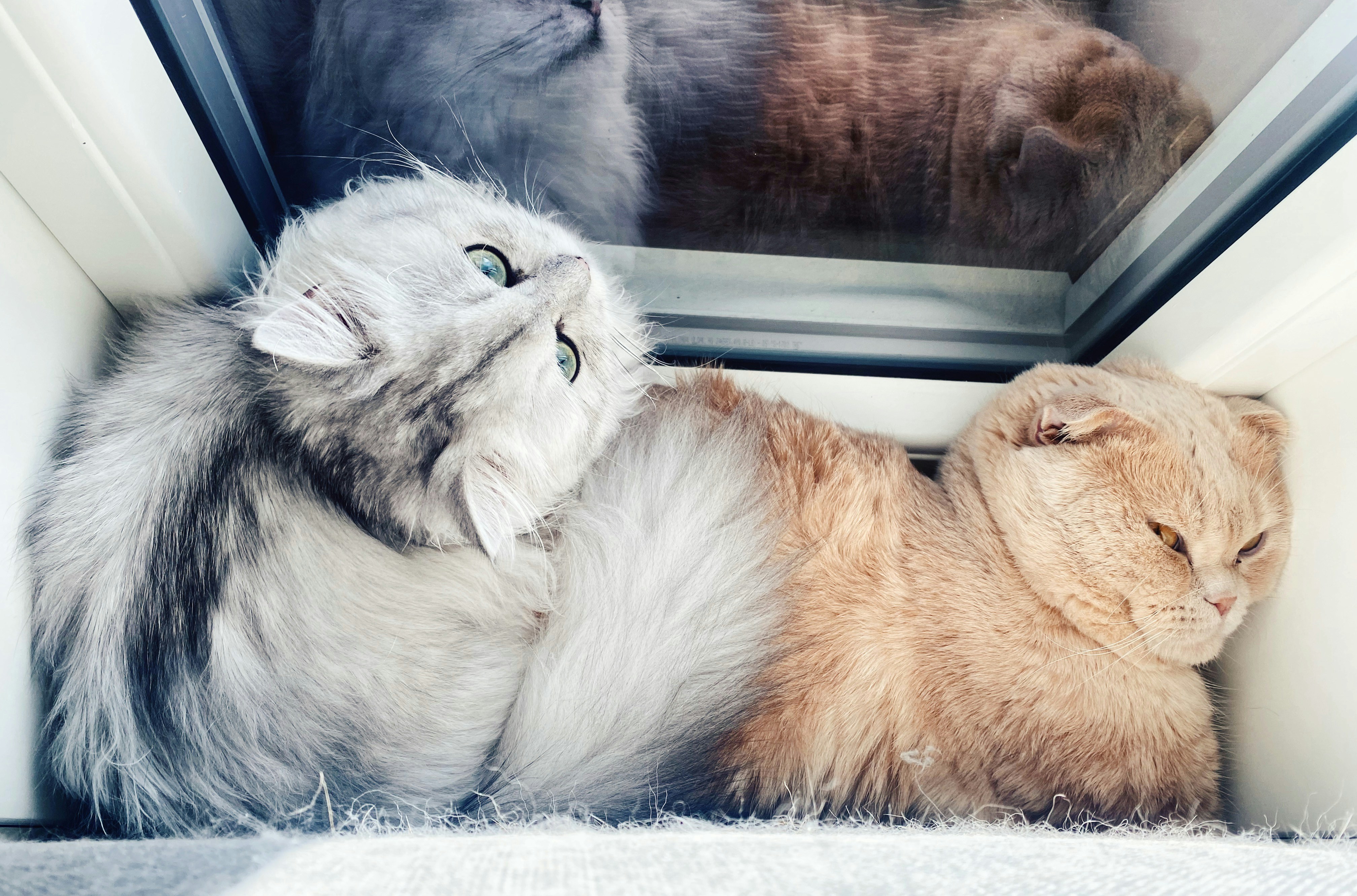 white and brown cat lying on white textile