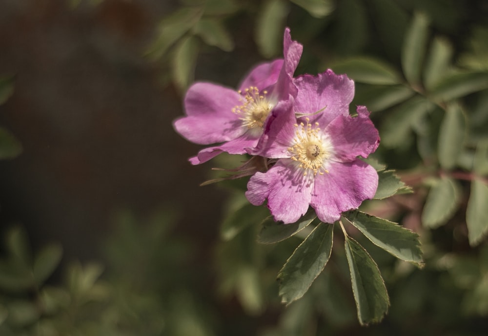 pink flower in tilt shift lens