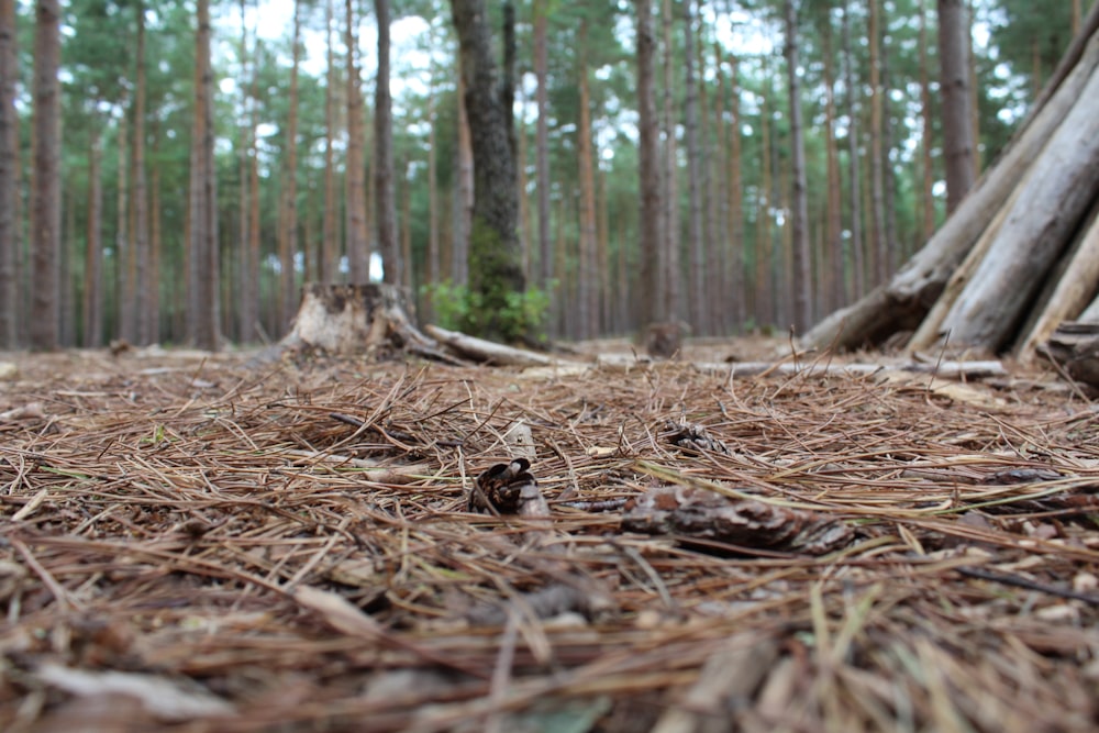 brown dried leaves on ground