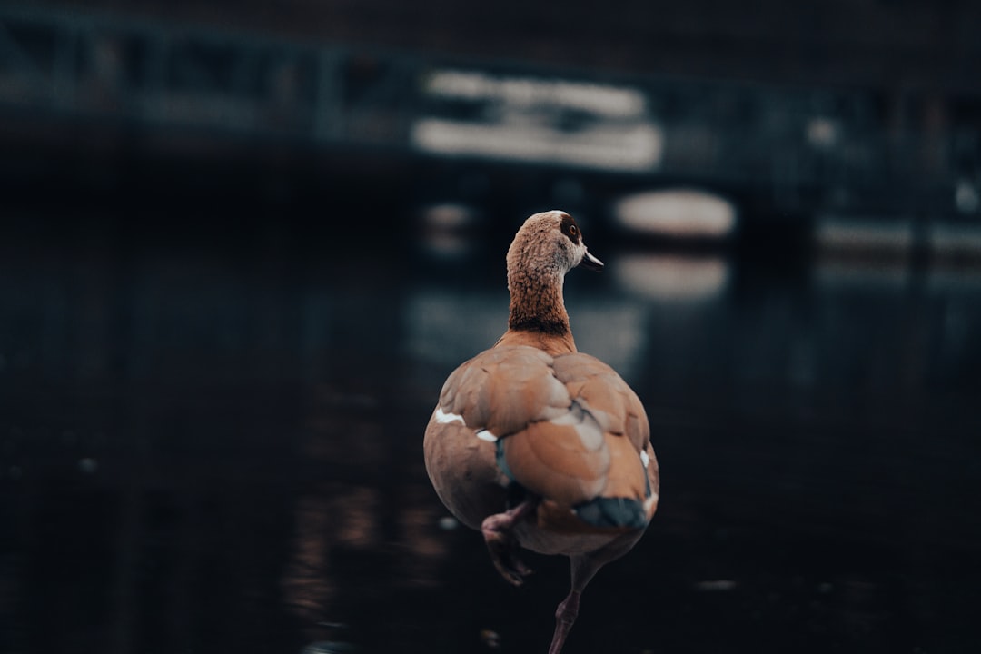 brown duck on water during daytime