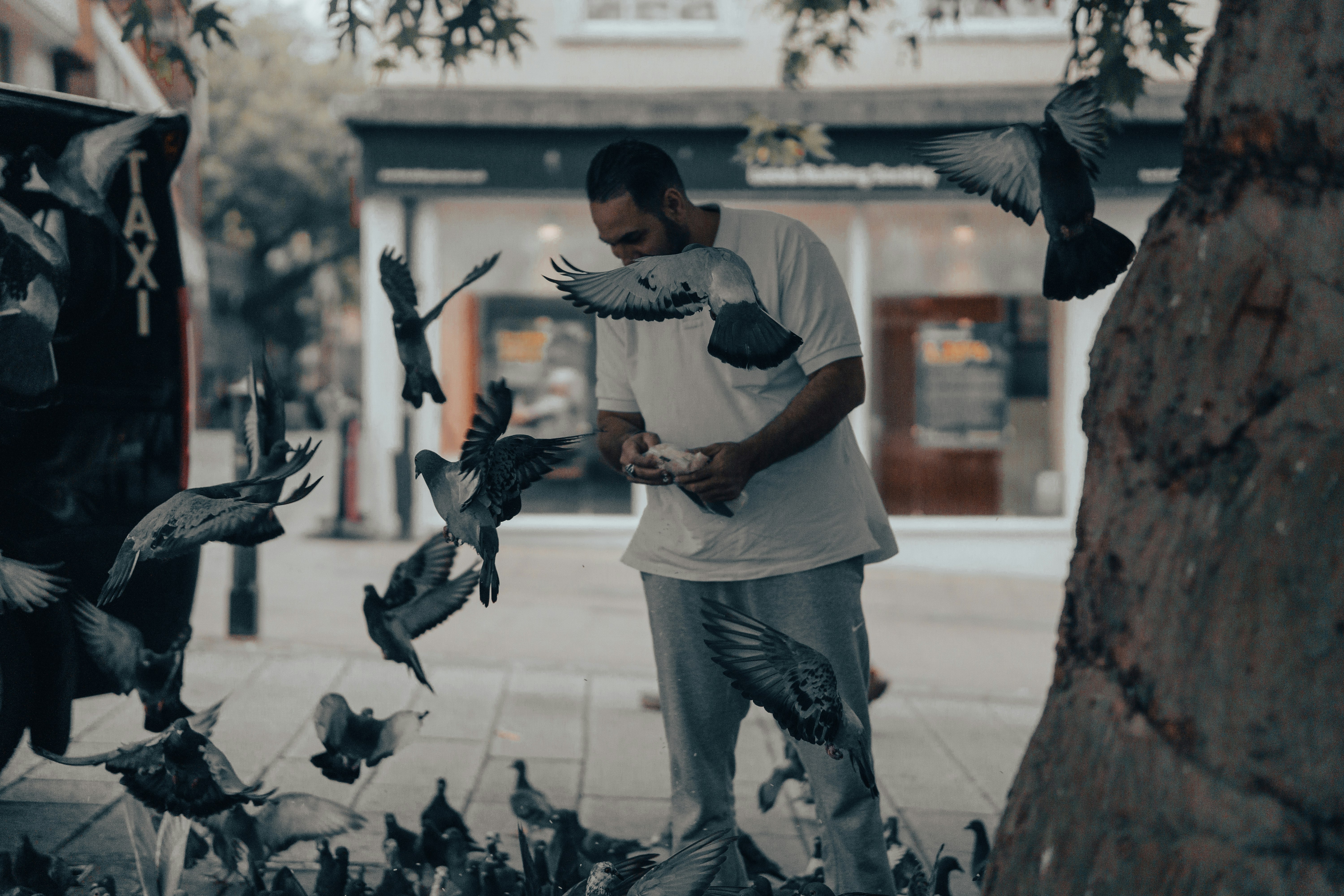 man in white t-shirt and gray pants standing near flock of pigeons