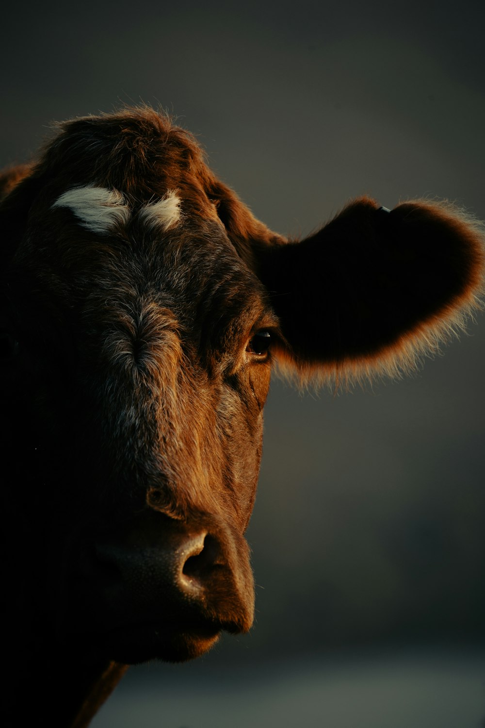 brown cow with white eyes