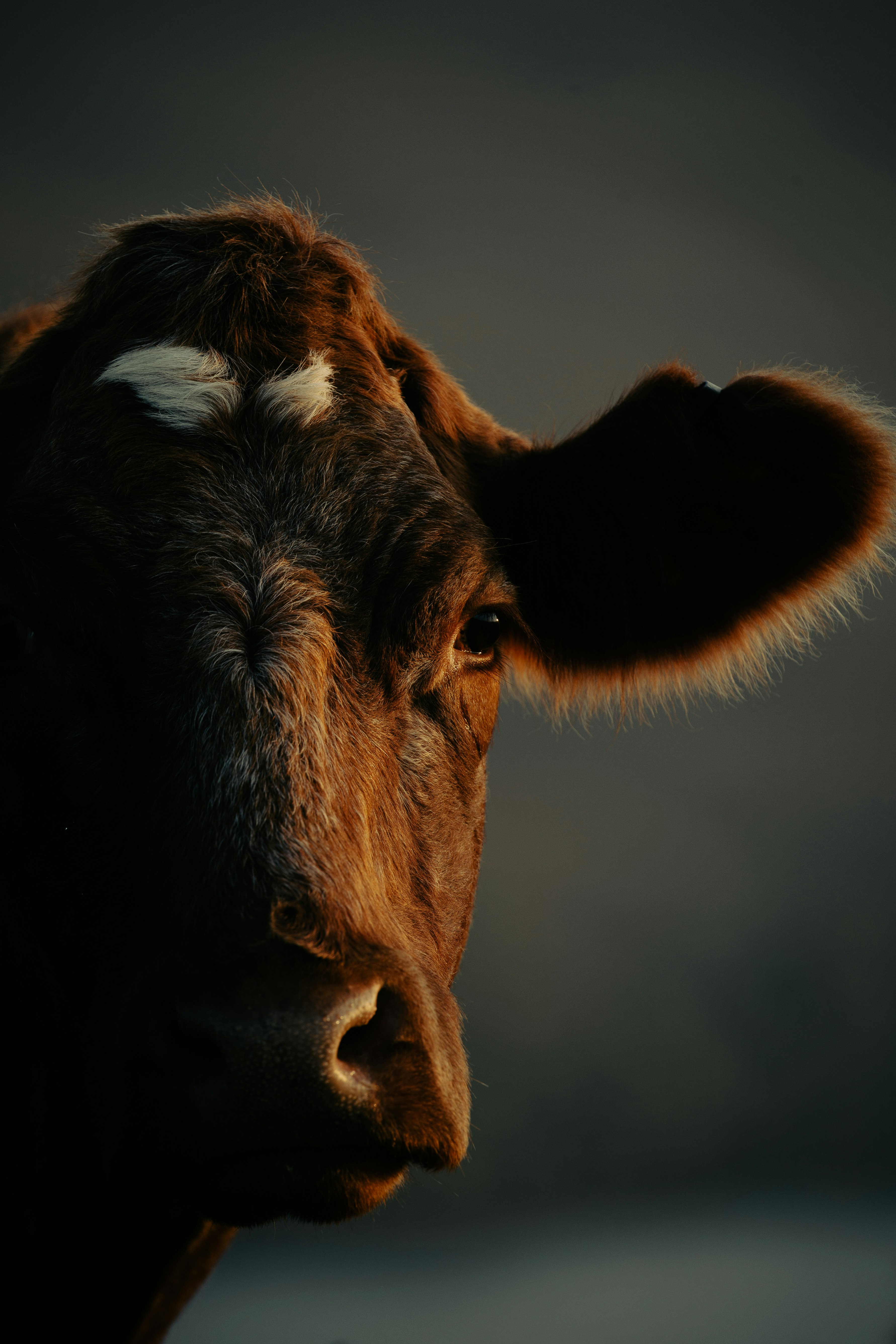 brown cow with white eyes