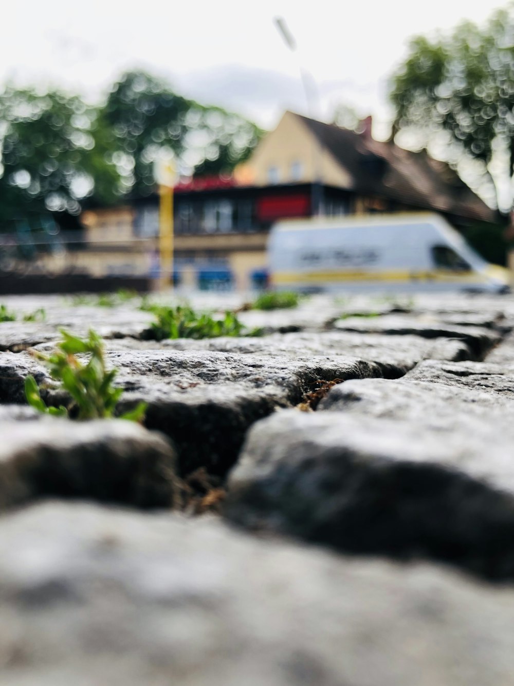 green grass on gray rock during daytime