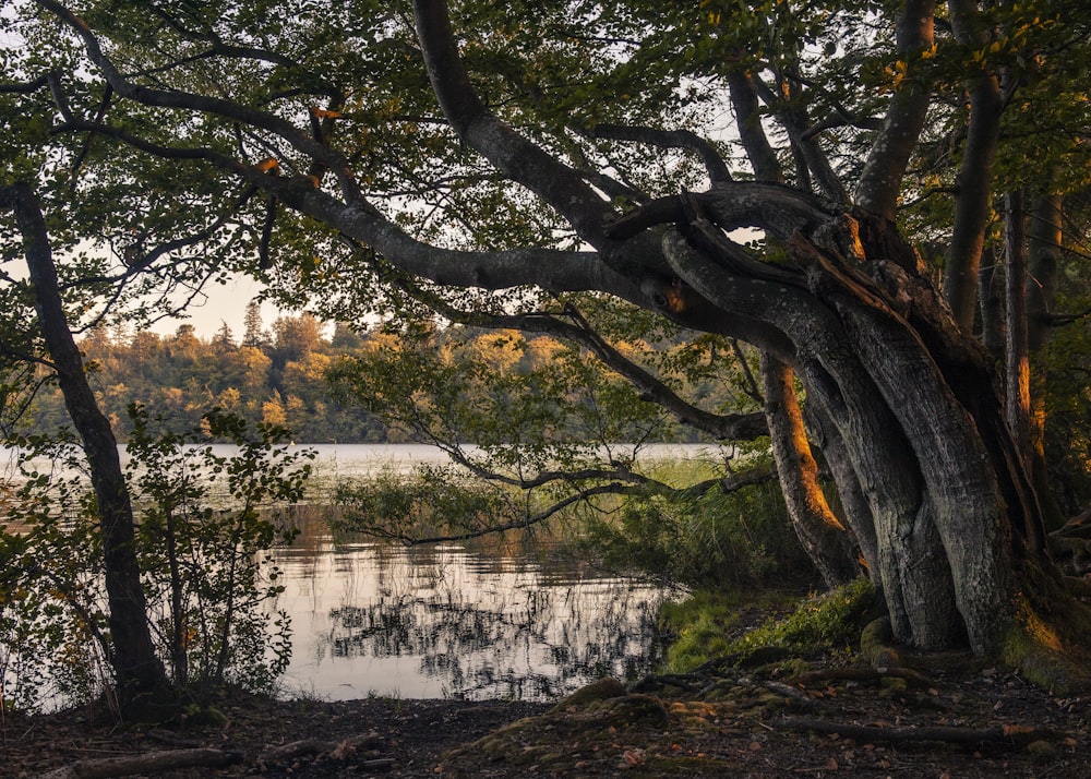 brown trees near body of water during daytime