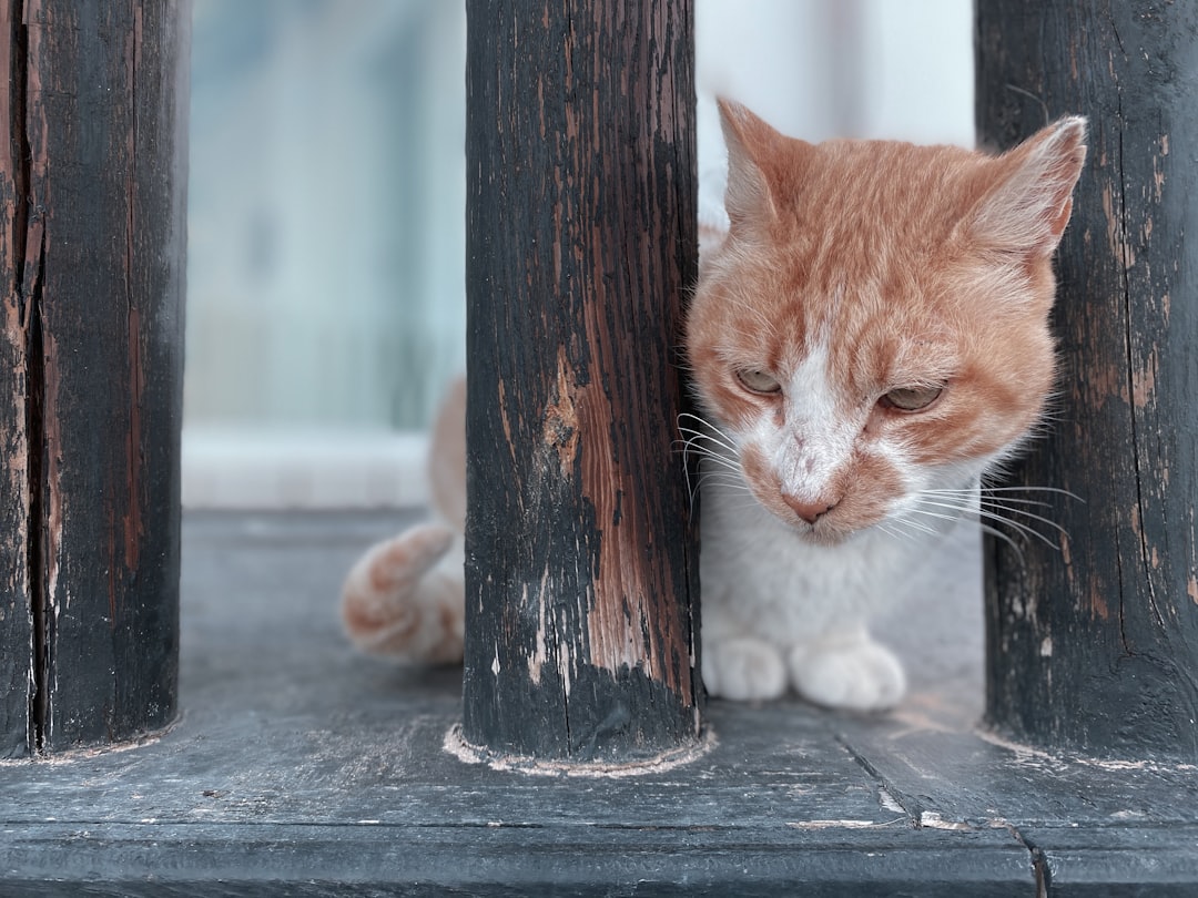 orange tabby cat on brown wooden post