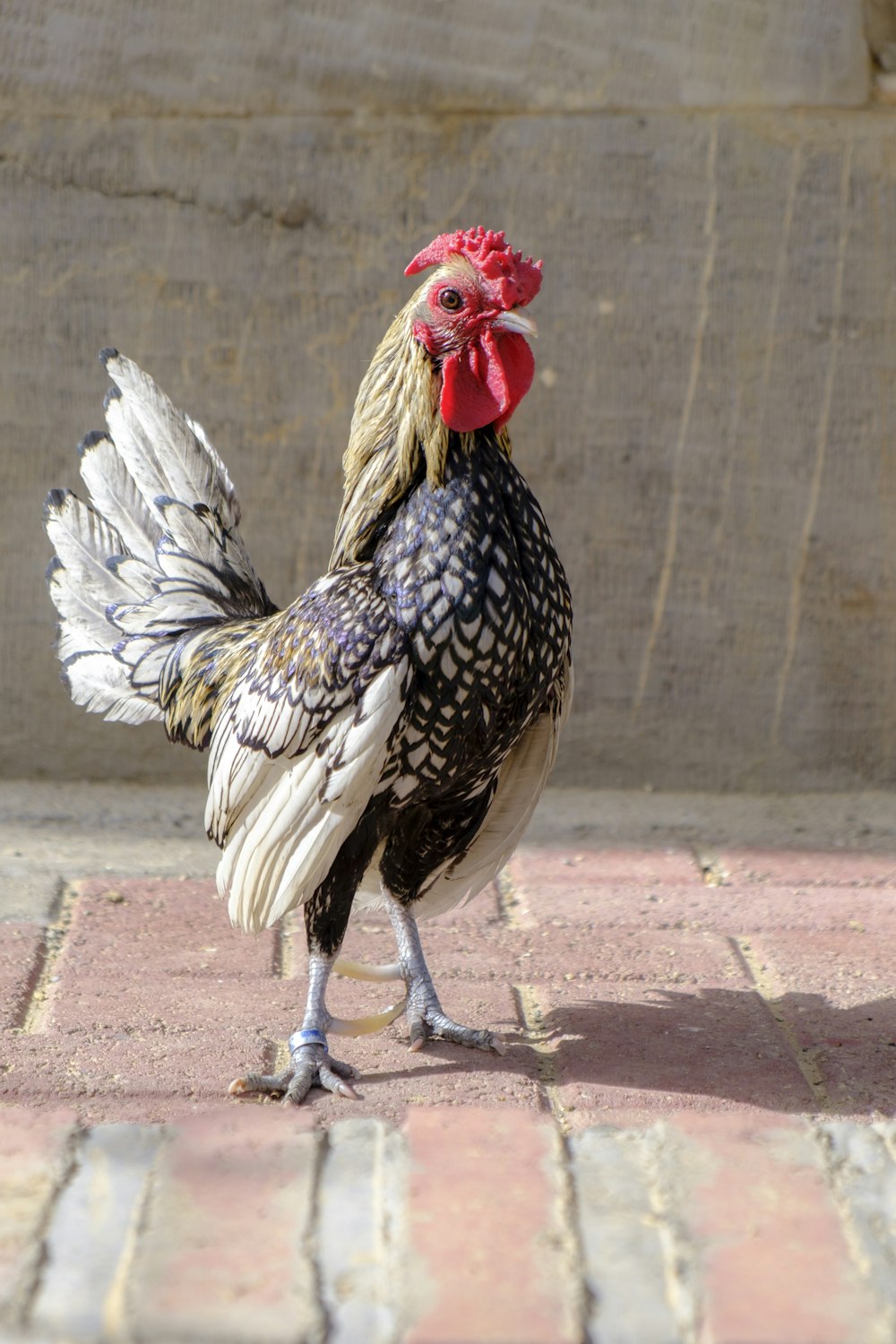 black and white rooster on brown concrete floor