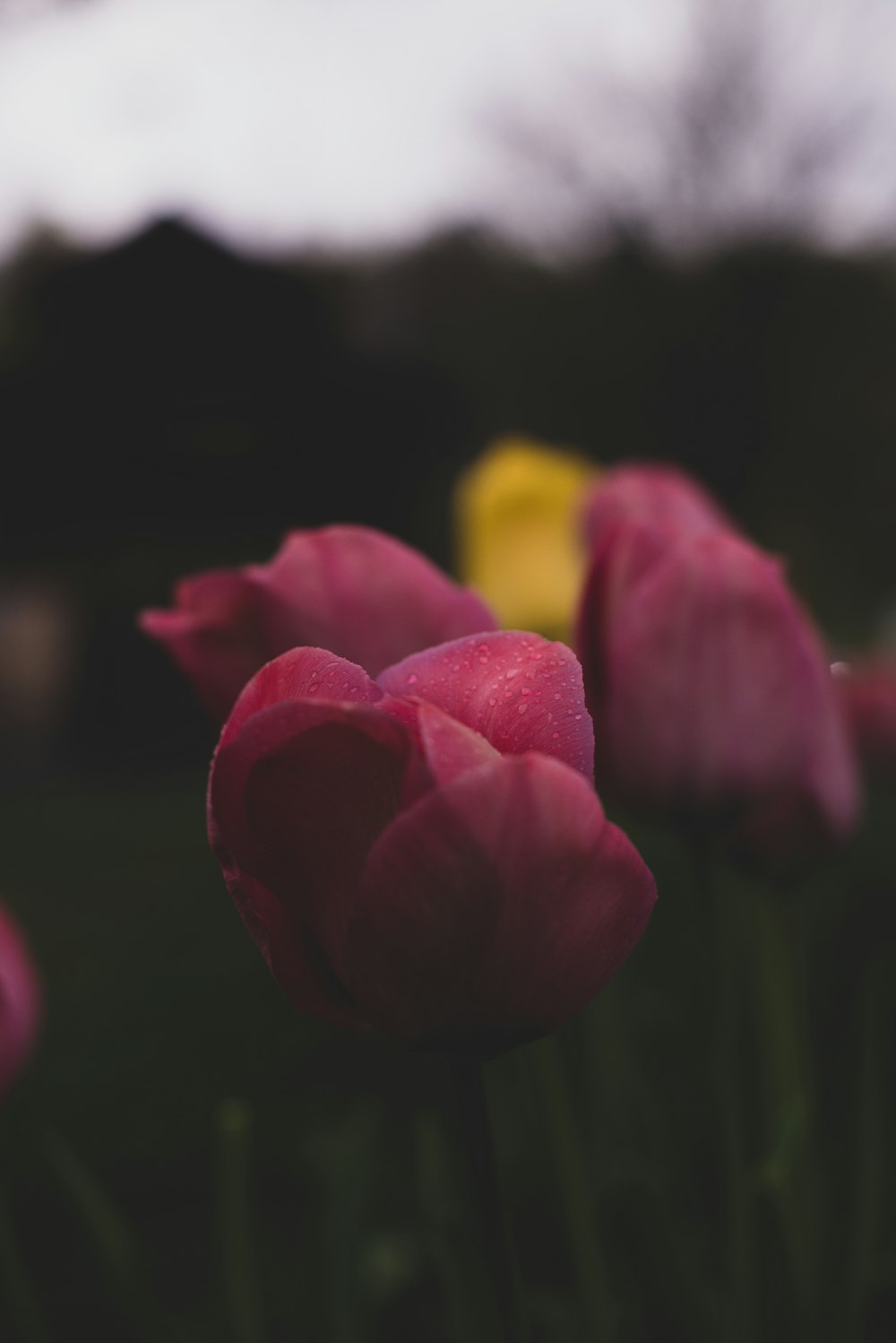 Tulipanes rosas y amarillos en flor durante el día
