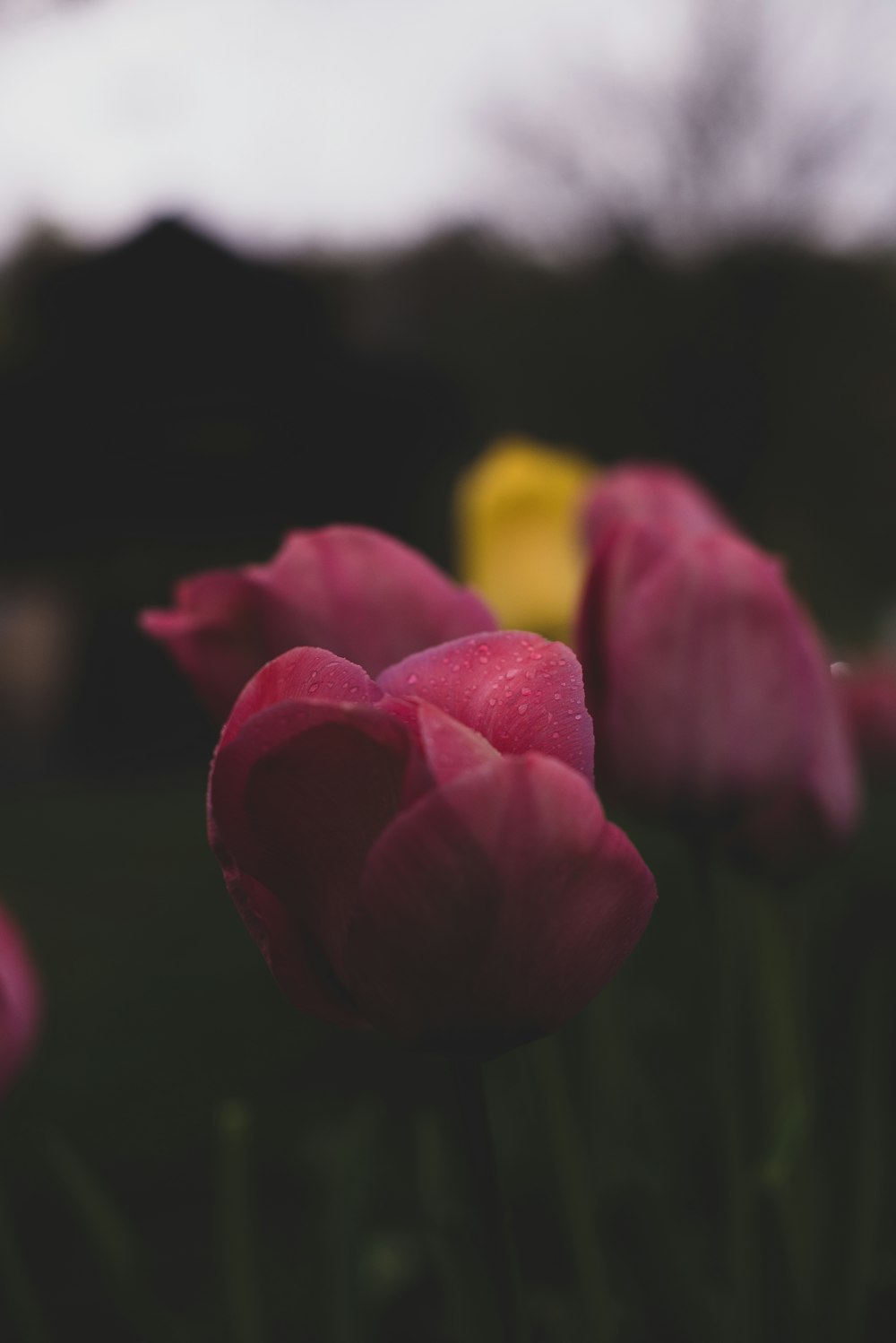 pink and yellow tulips in bloom during daytime