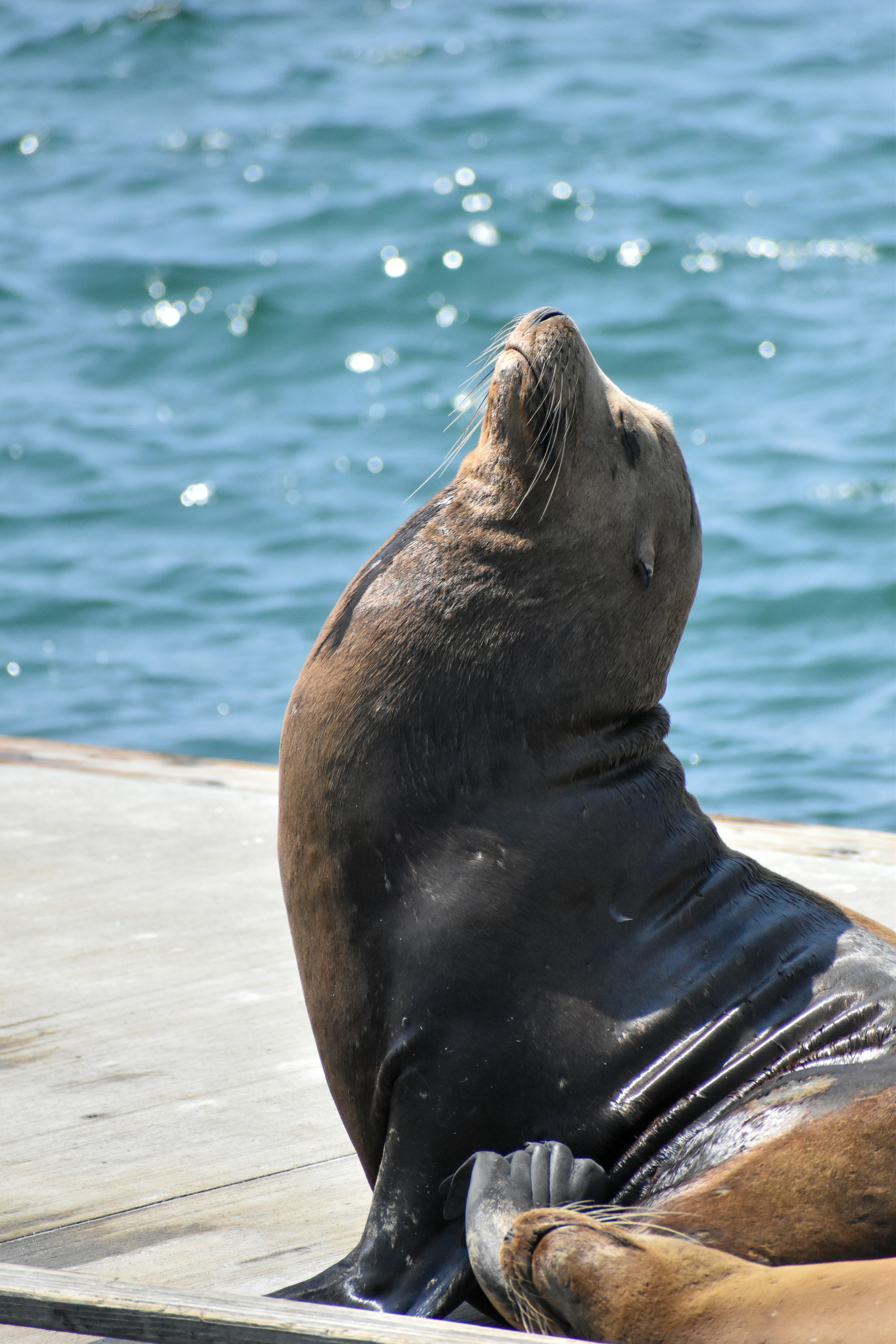 Big sea lion sunbathing in Marina Del Rey