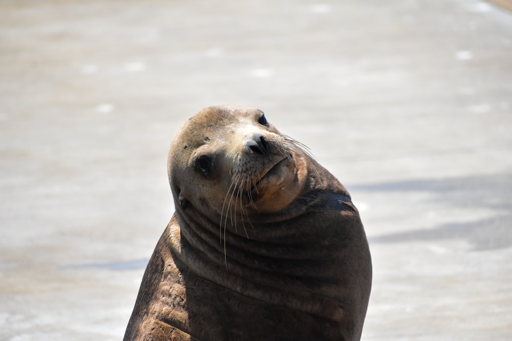 seal on water during daytime