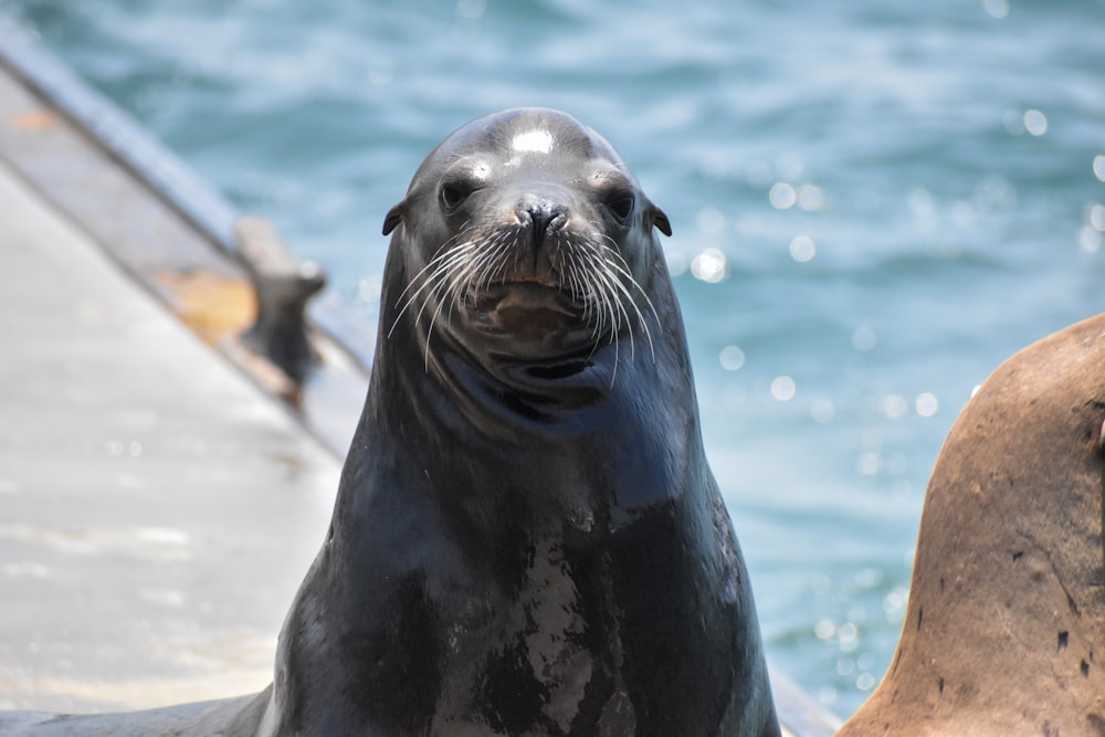 sea lion on white sand during daytime