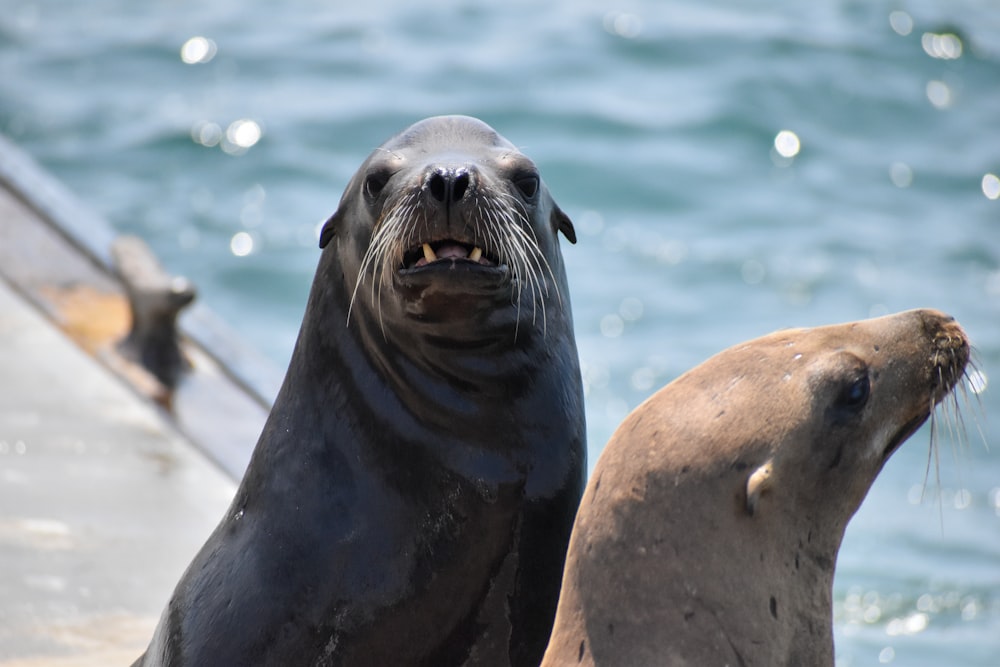 seal on water during daytime