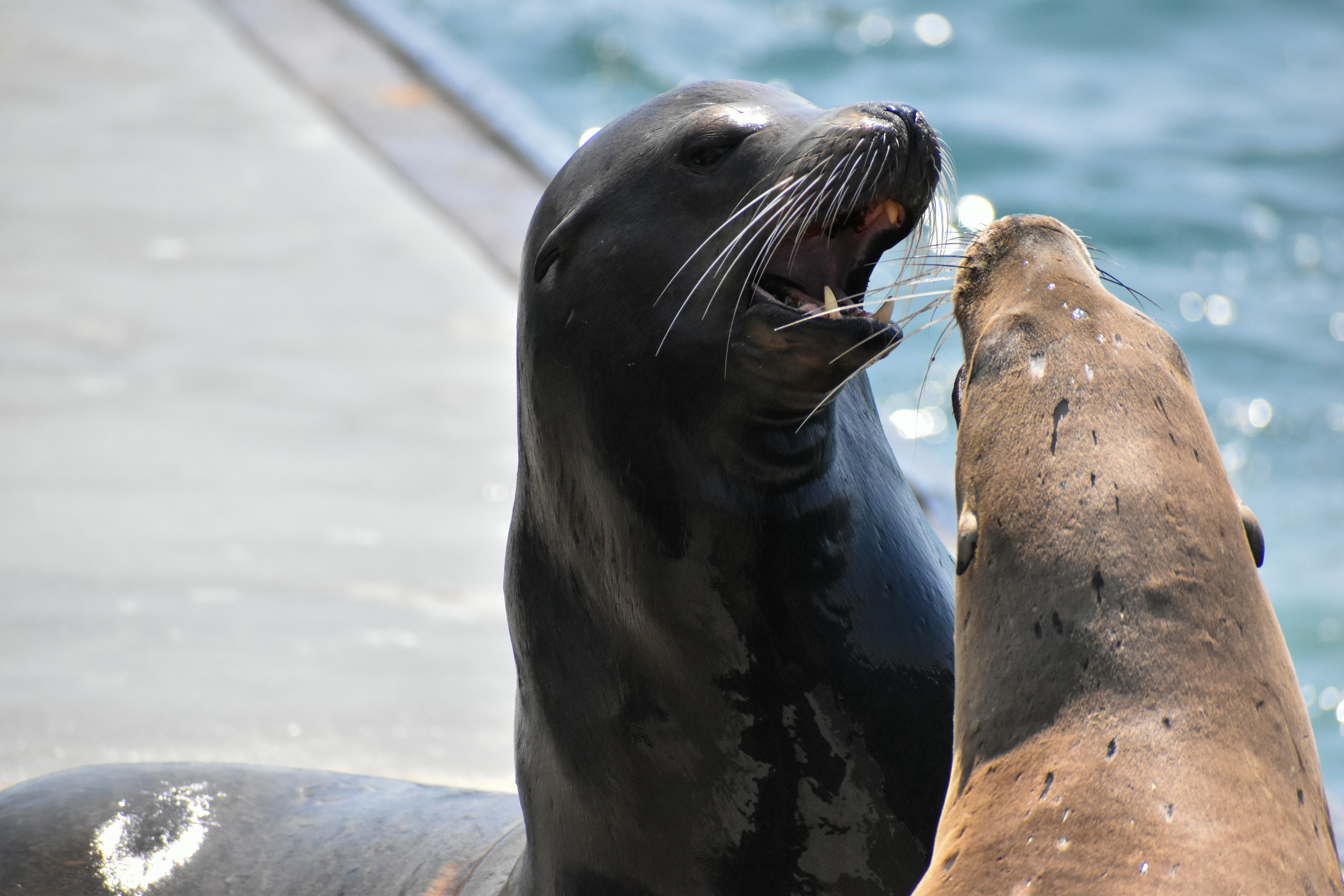 Two sea lions fighting on a dock in Marina del Rey