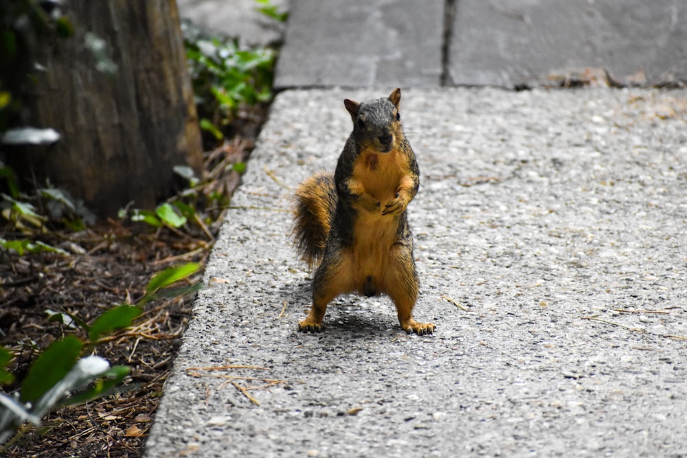 brown squirrel on gray concrete floor during daytime