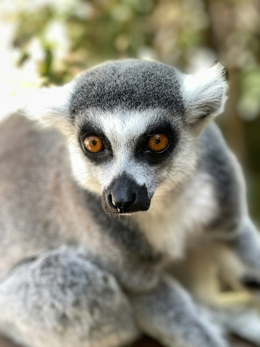 gray and white lemur on green leaves