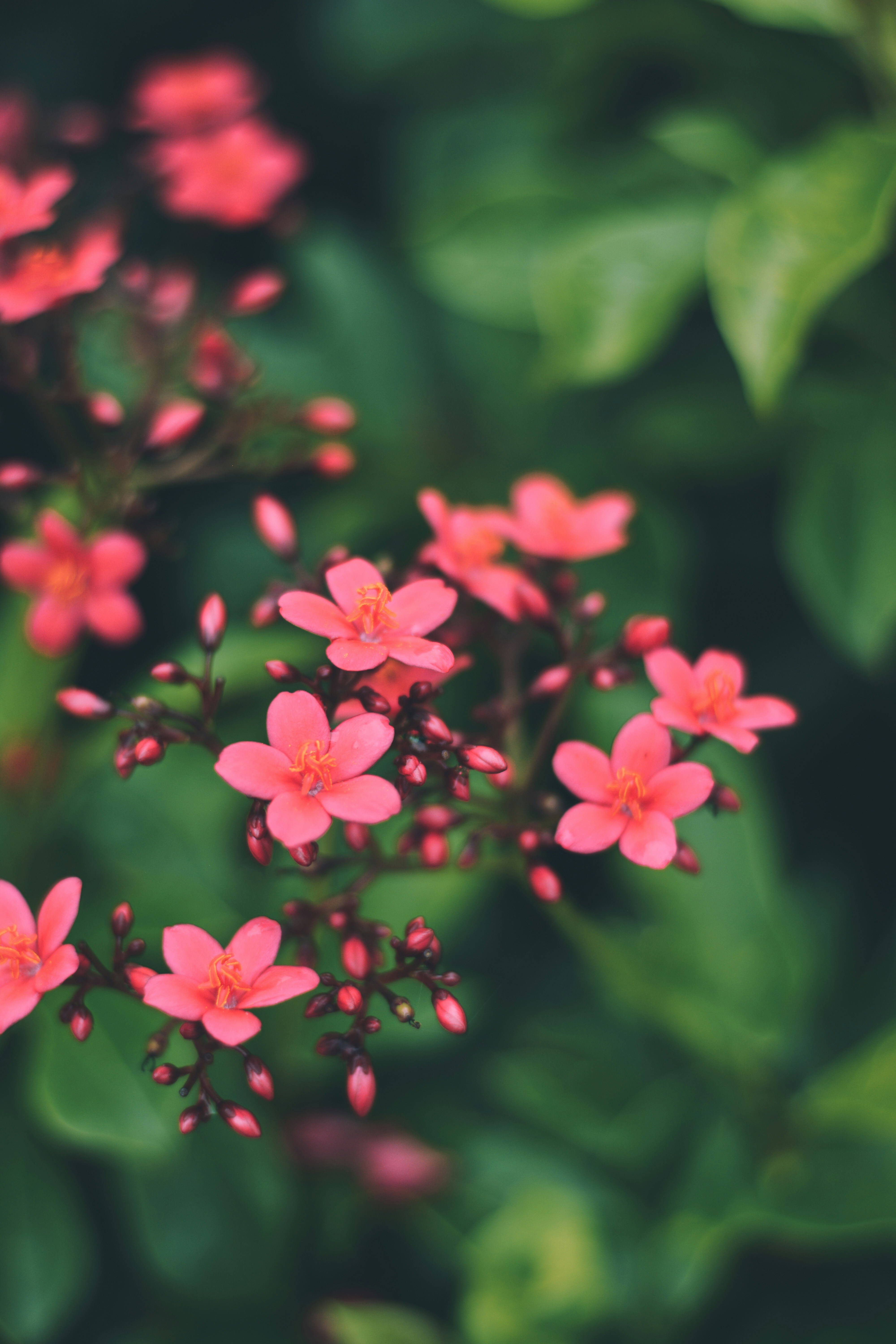 Petite spineless plant with vibrant pink flowers