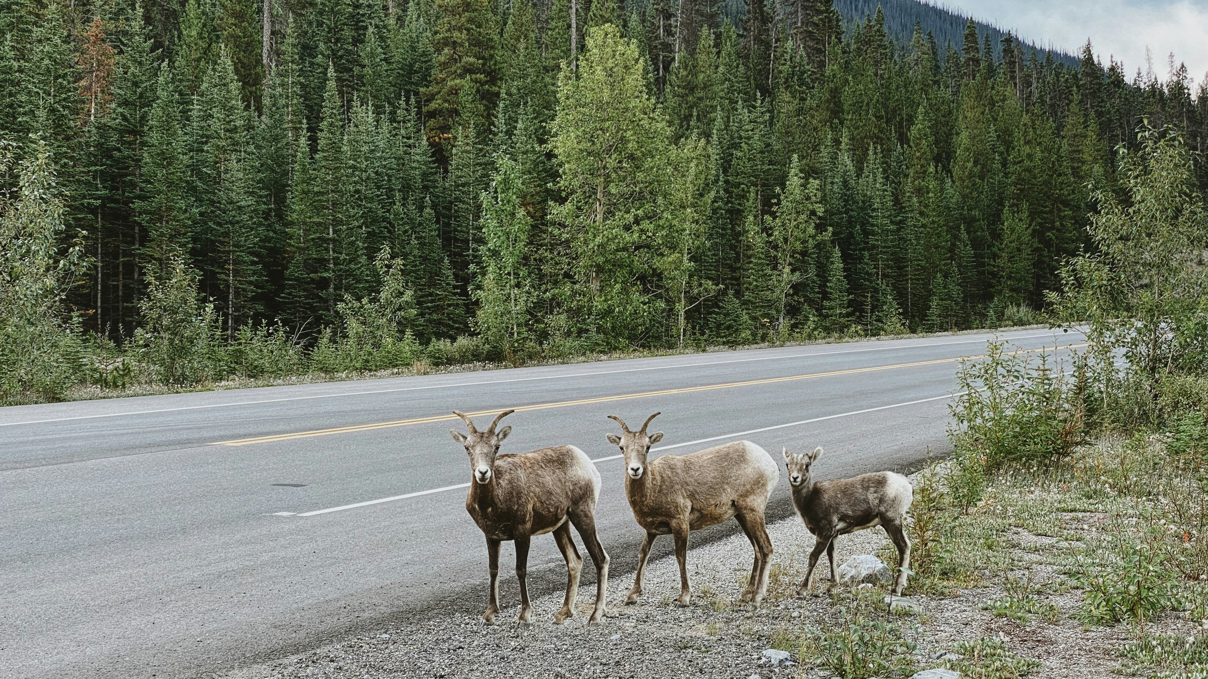 14 Banff Wildlife Crossings, Canada (image credits: unsplash)