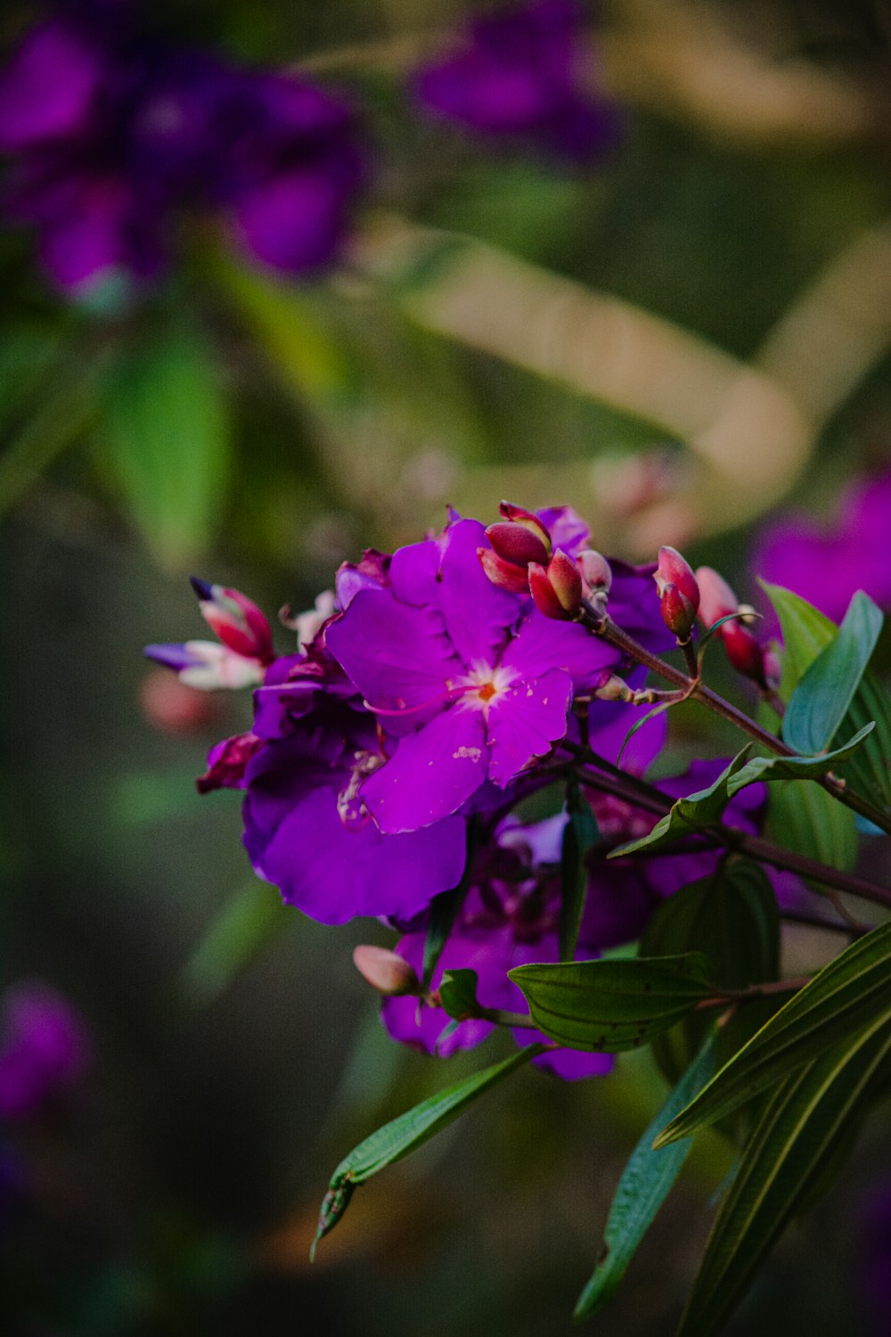 pink flower in tilt shift lens