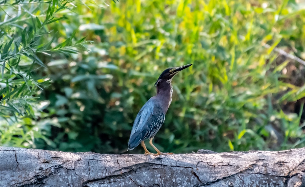 blue heron perched on brown wood during daytime