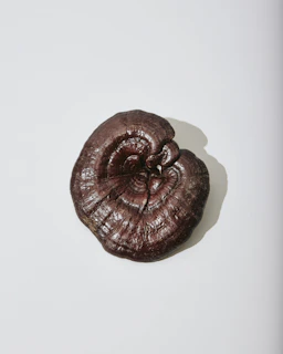 Reishi Mushroom