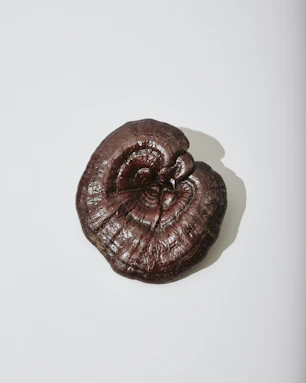 woody reishi musroom cap