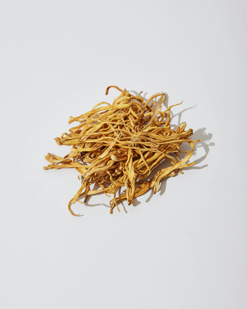 a pile of dried cordyceps mushroom fruit bodies a white surface